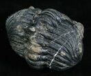 Large Enrolled Drotops Megalomanicus Trilobite #5097-2